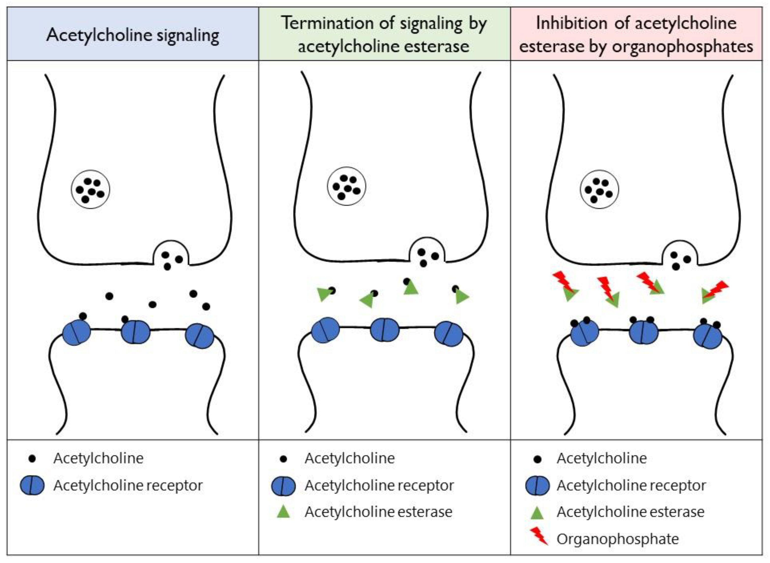 Toxics 11 00300 g001 Toxics 11 00300 g001