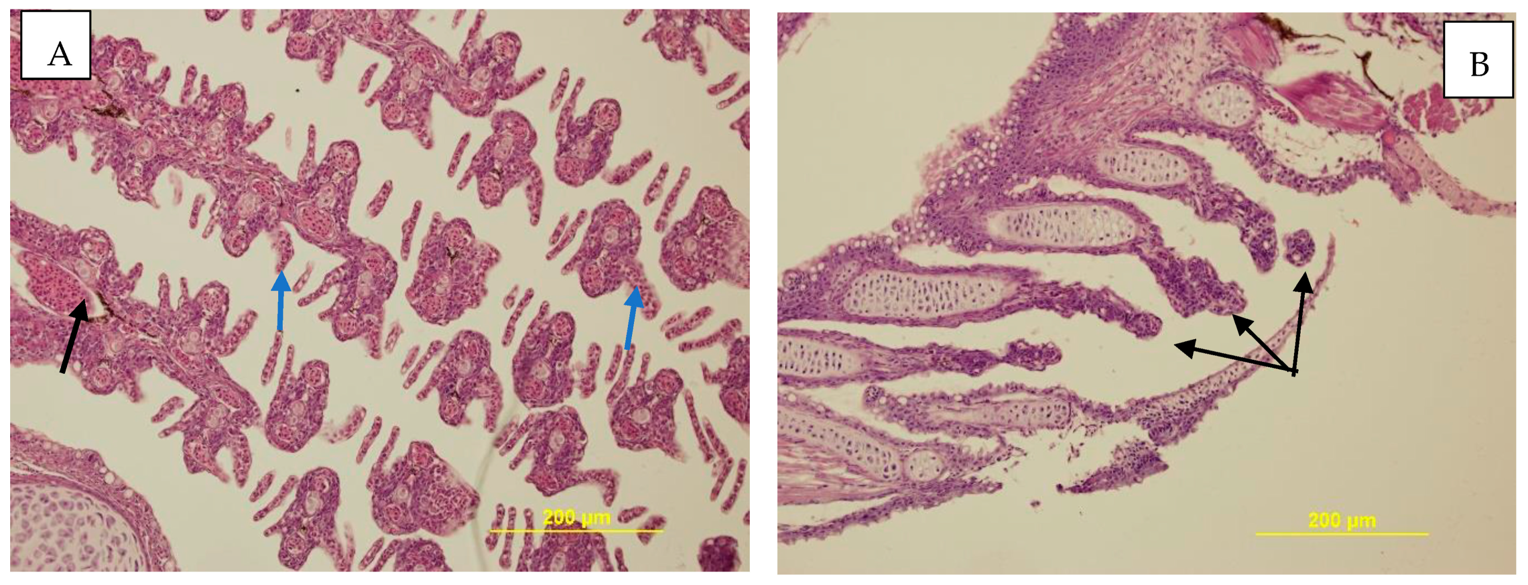 Toxics 11 00333 g007