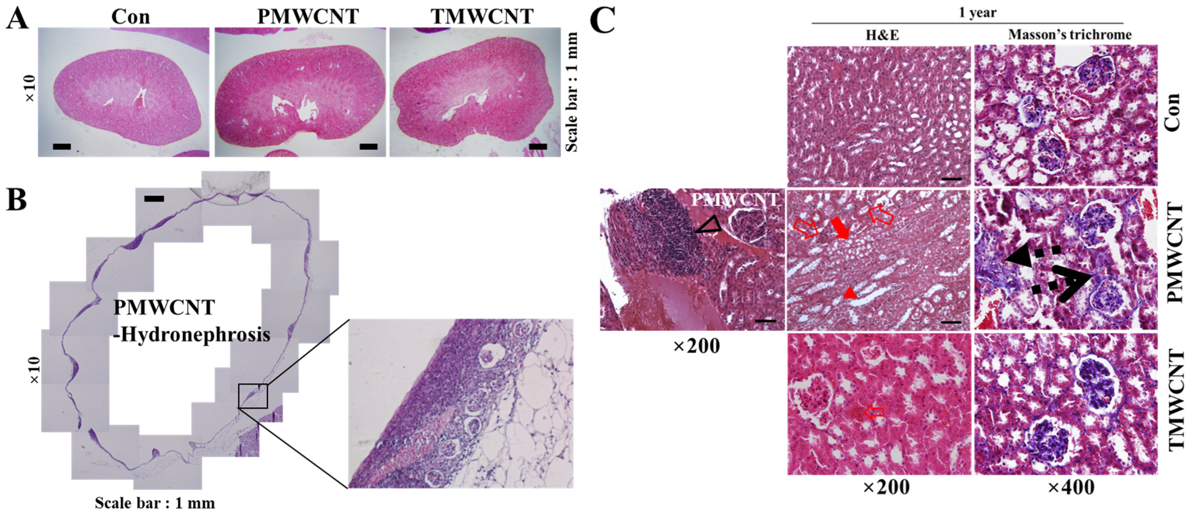 Toxics 11 00373 g006 Toxics 11 00373 g006