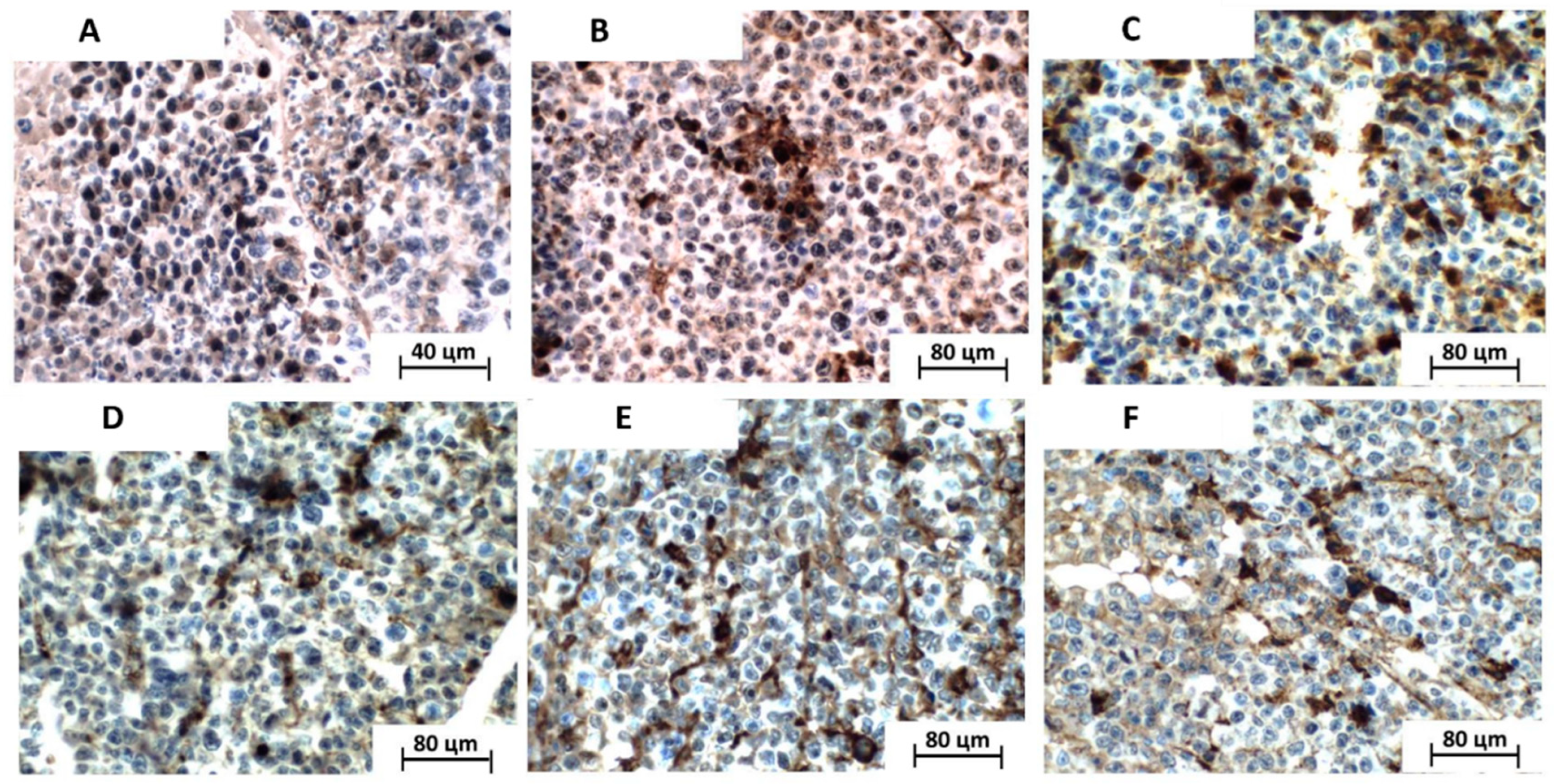 Toxics 11 00375 g005