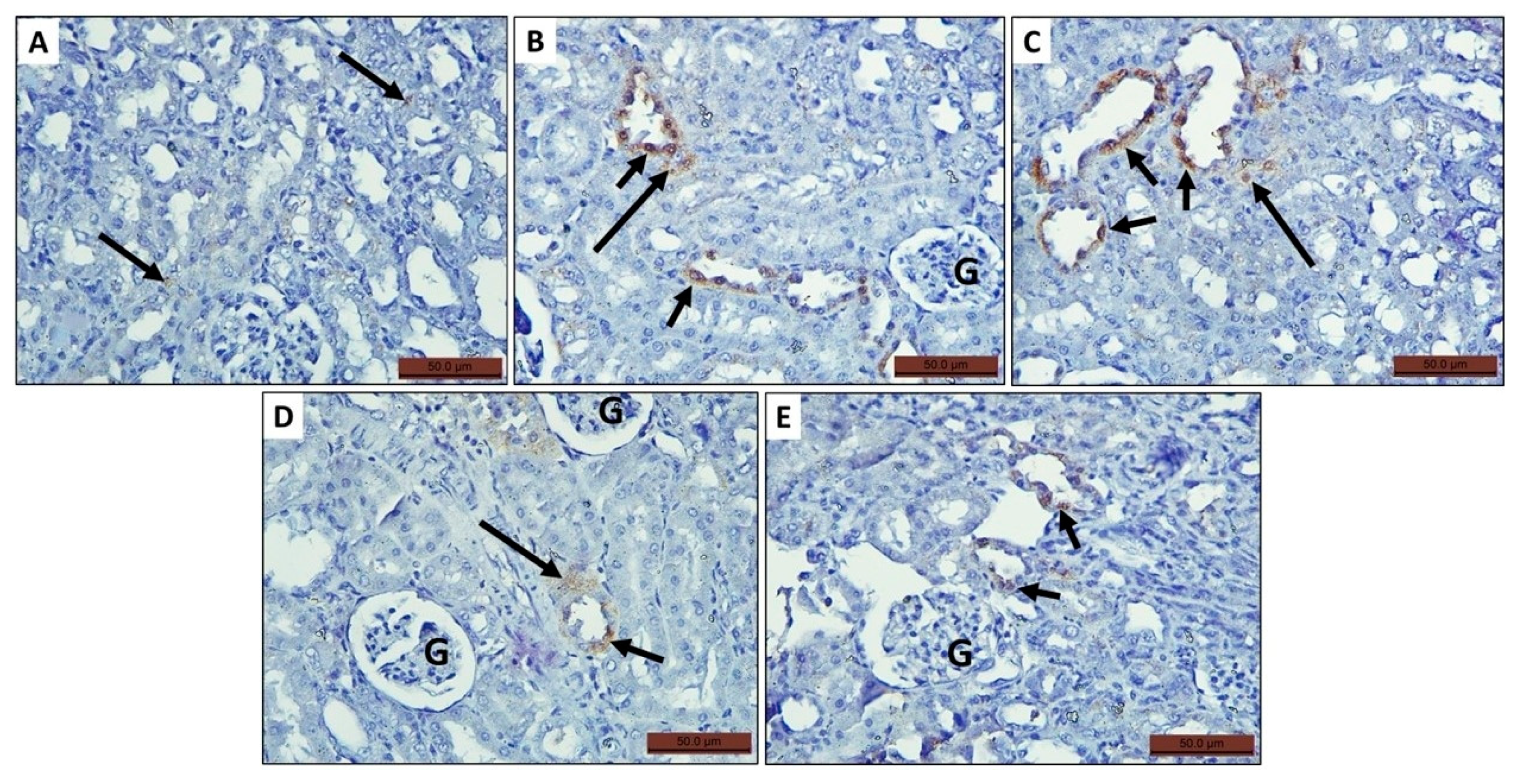 Toxics 11 00398 g007