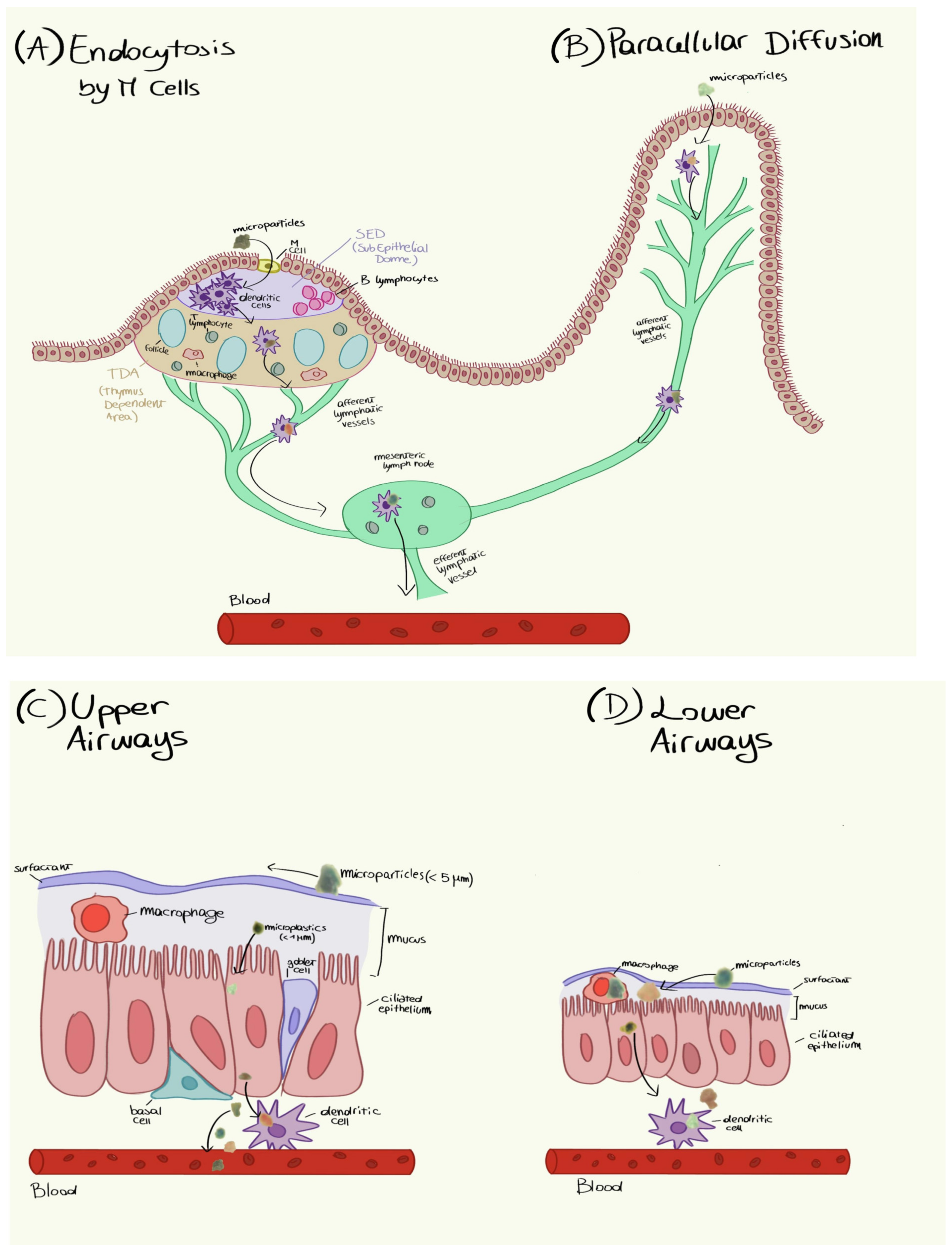 Toxics 11 00406 g012 Toxics 11 00406 g012
