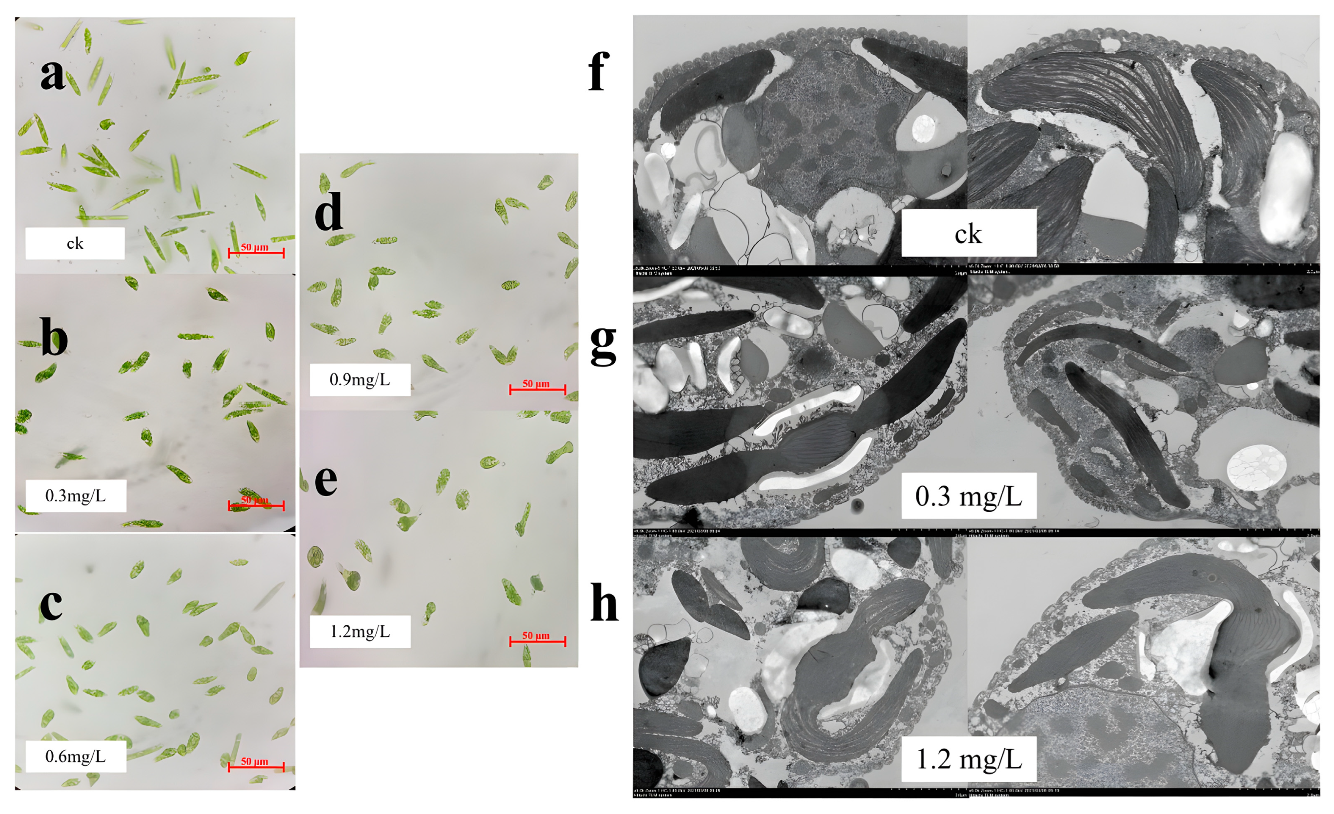 Toxics 11 00414 g002