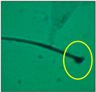 Toxics 11 00418 i003