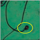 Toxics 11 00418 i008