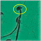 Toxics 11 00418 i009