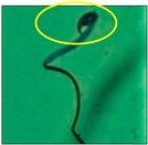 Toxics 11 00418 i011