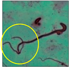 Toxics 11 00418 i016