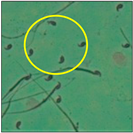 Toxics 11 00418 i019