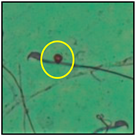 Toxics 11 00418 i021