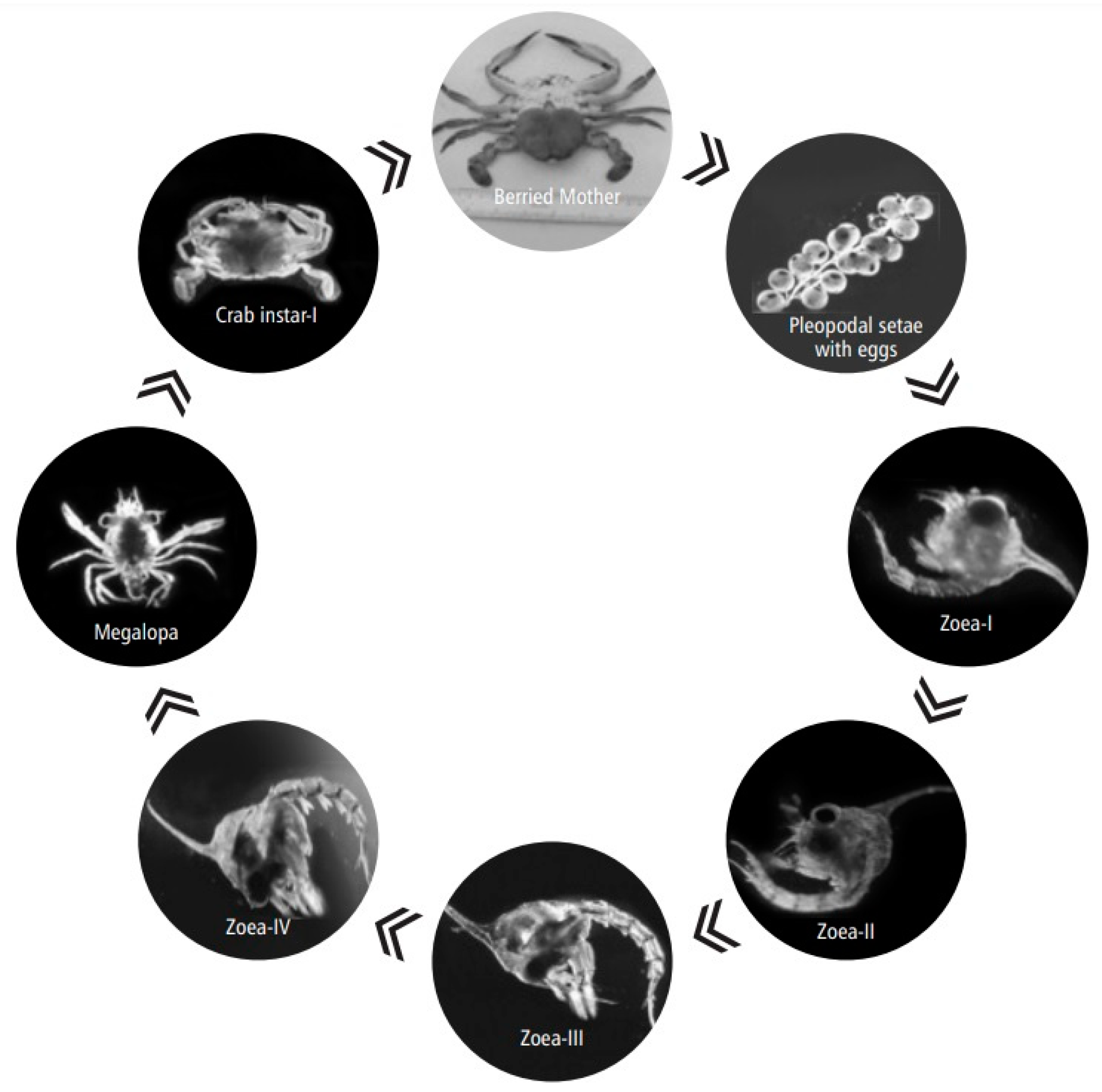 Toxics 11 00426 g005 Toxics 11 00426 g005