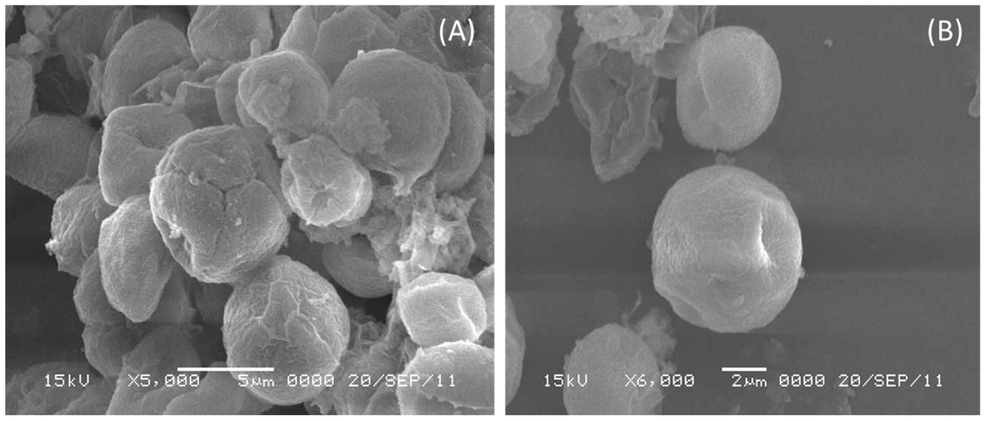 Toxics 11 00439 g005