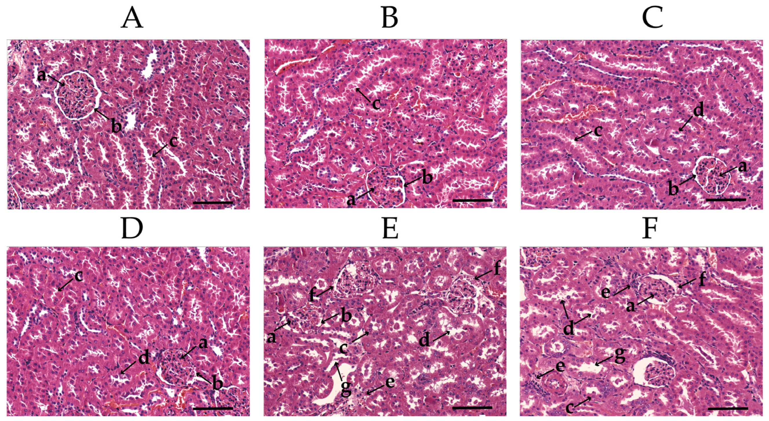 Toxics 11 00479 g003