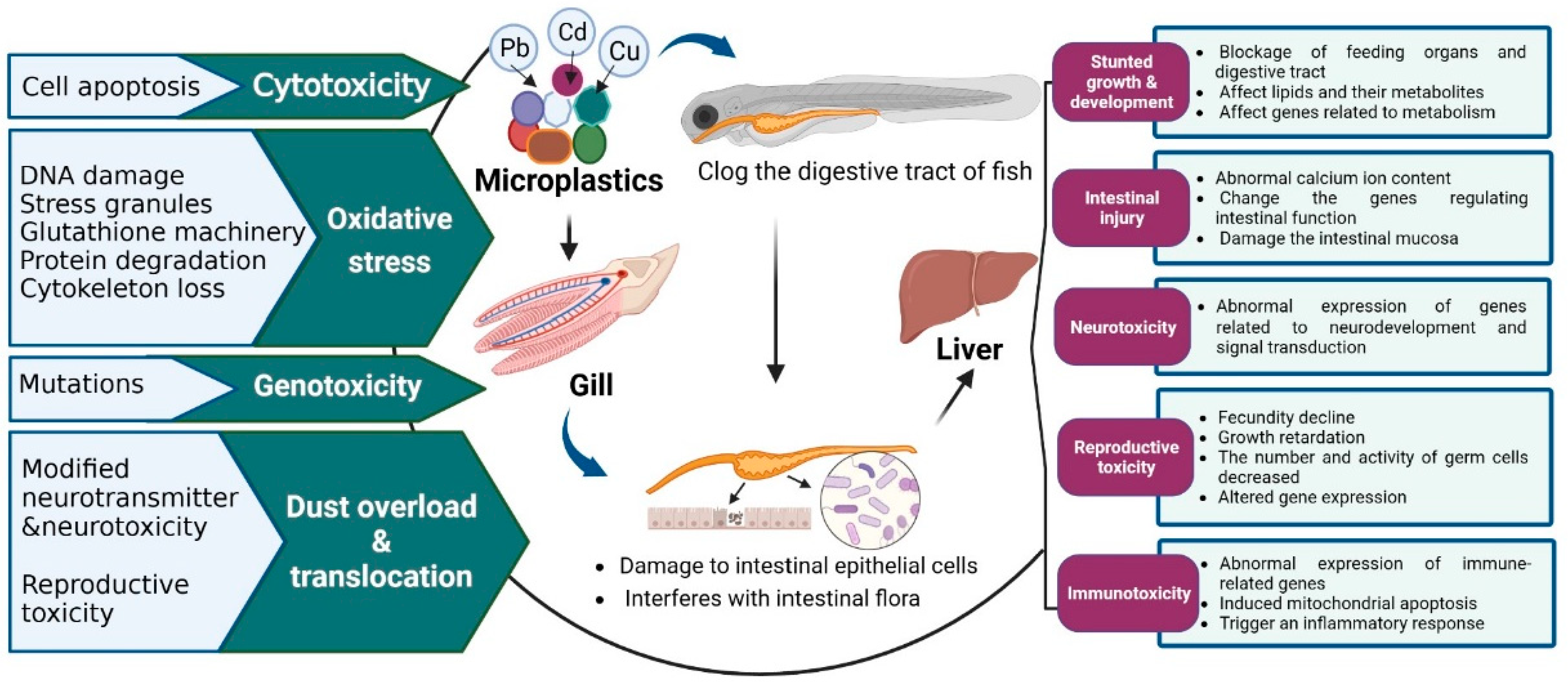 Toxics 11 00490 g004