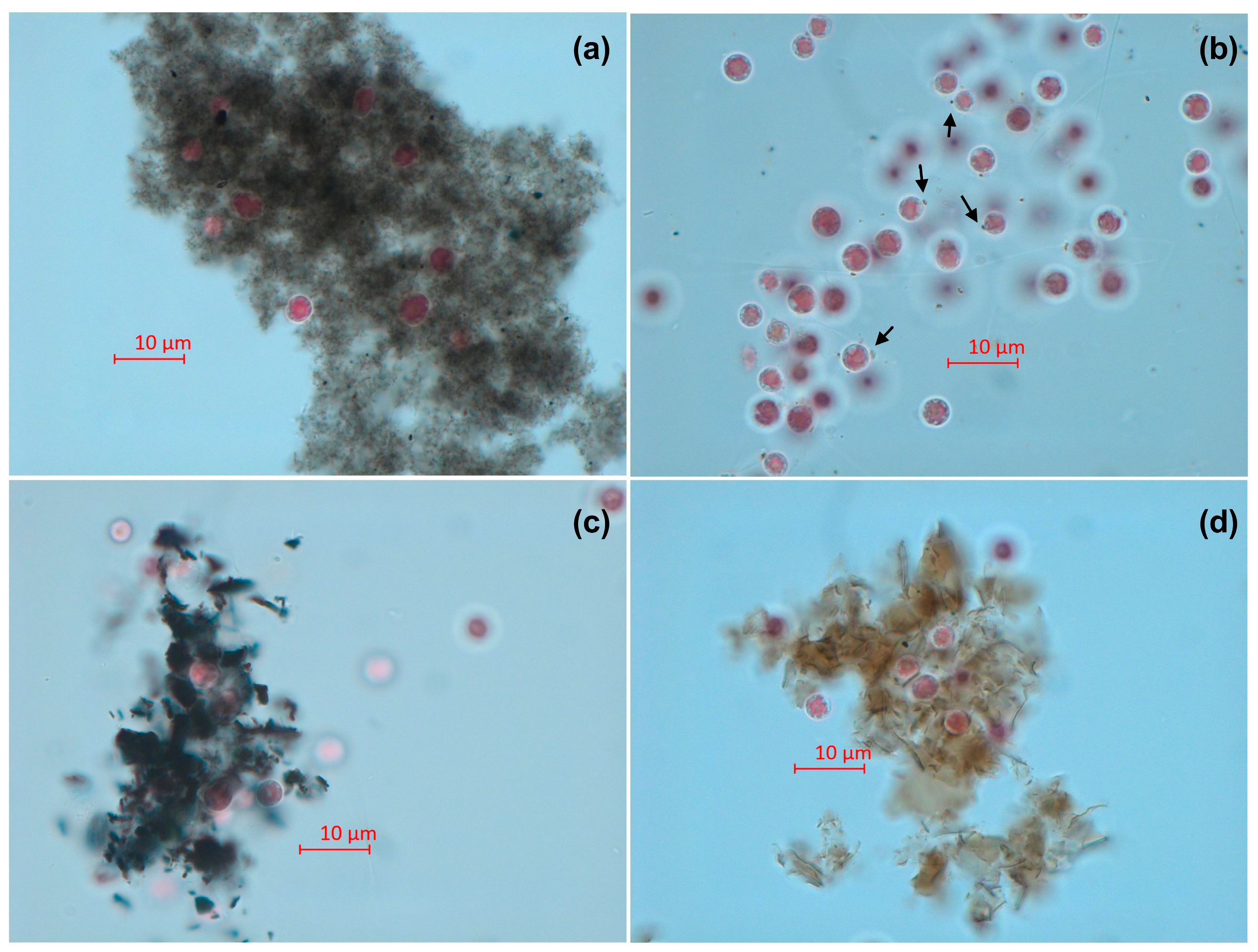 Toxics 11 00491 g003