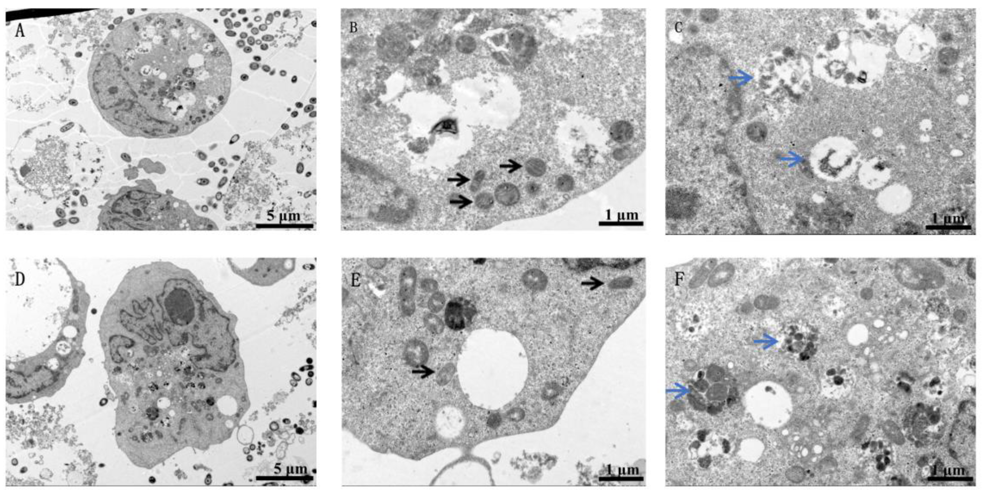 Toxics 11 00528 g002