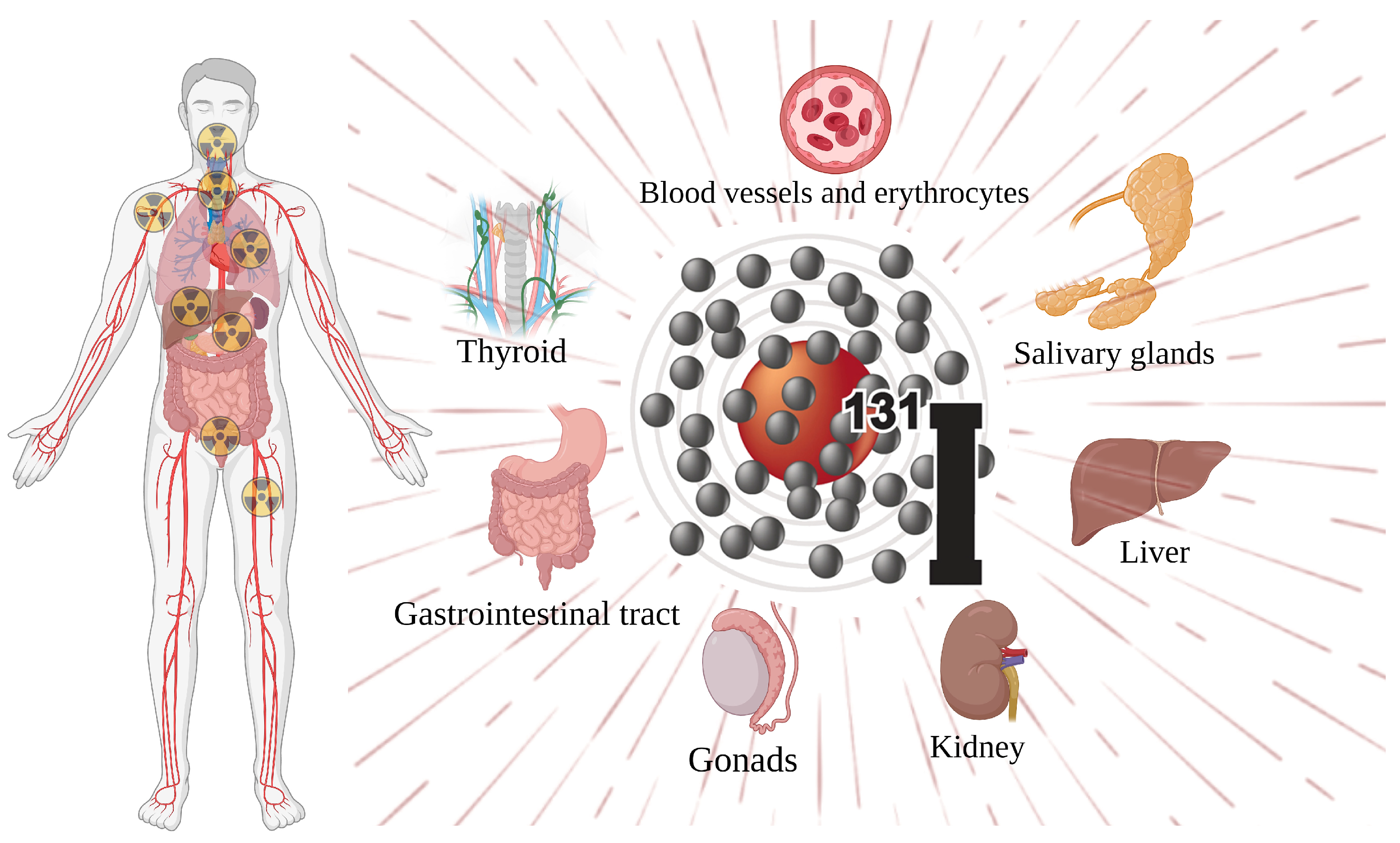 Toxics 11 00529 g002