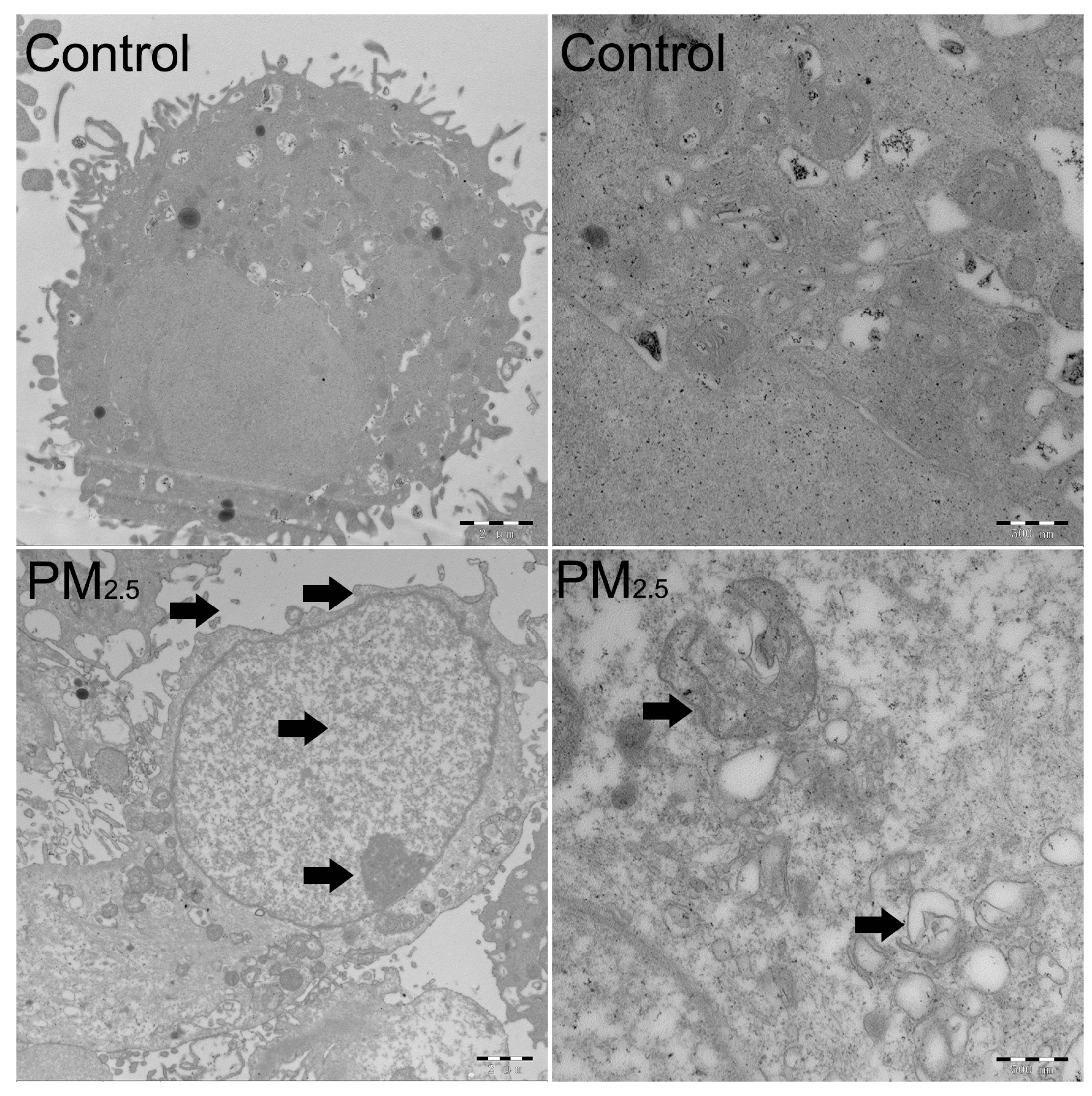 Toxics 11 00562 g002