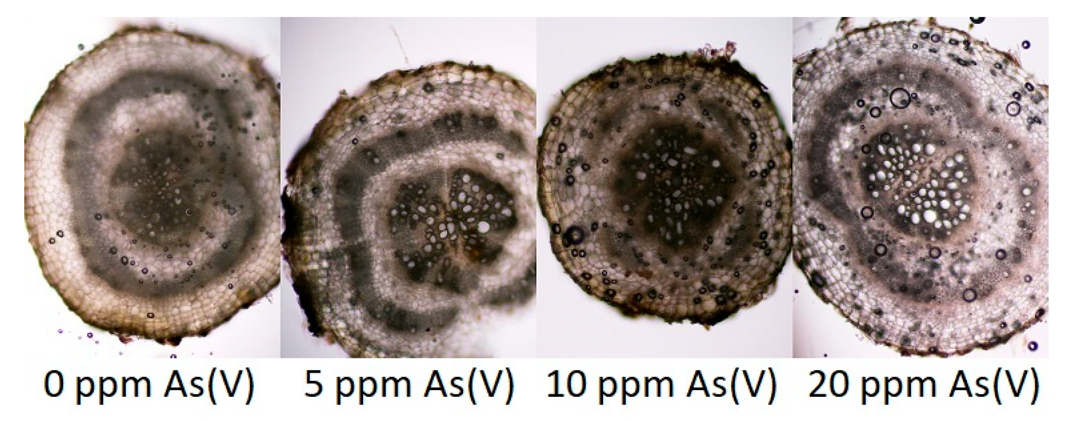 Toxics 11 00568 g004
