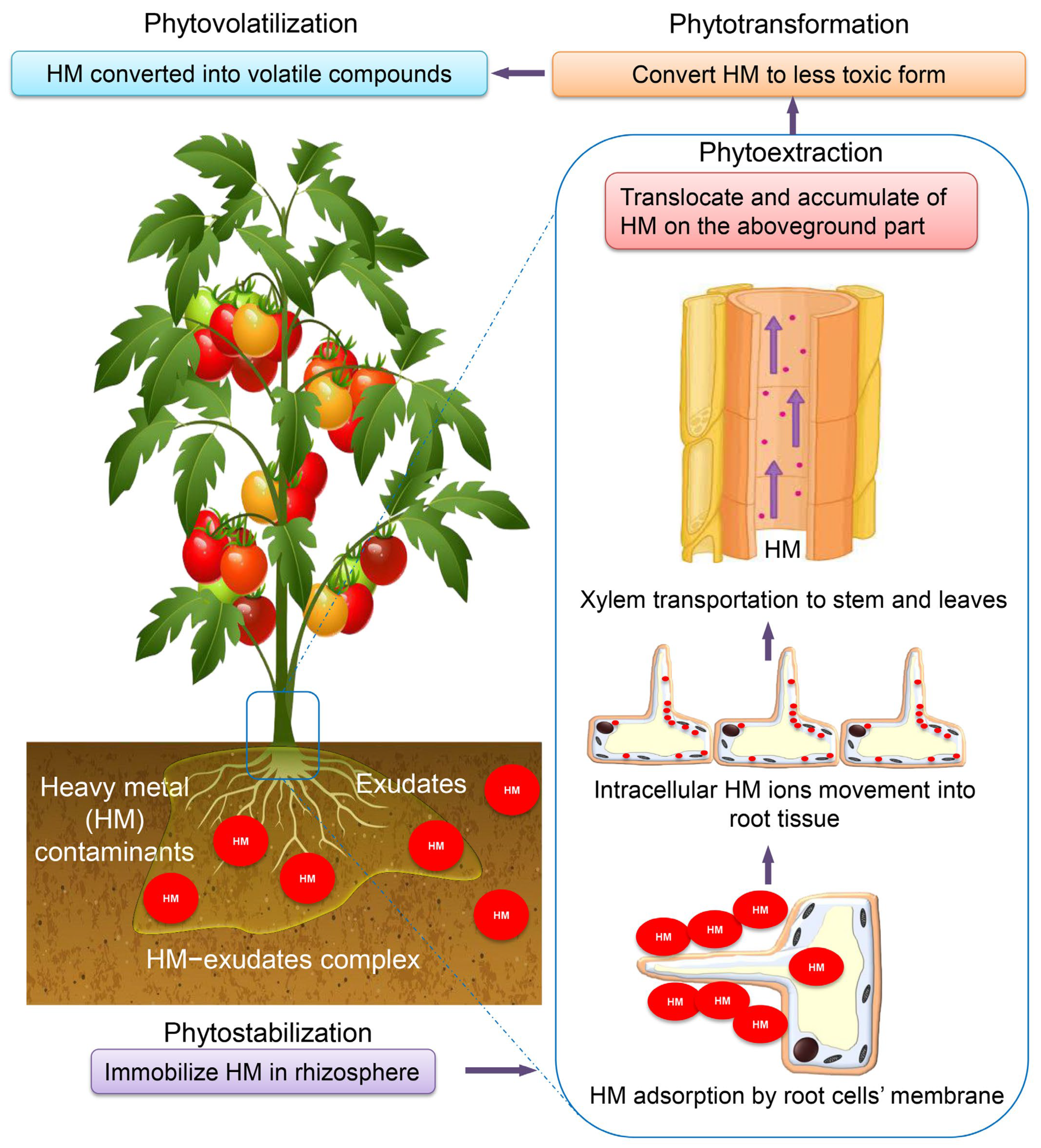 Toxics 11 00580 g006