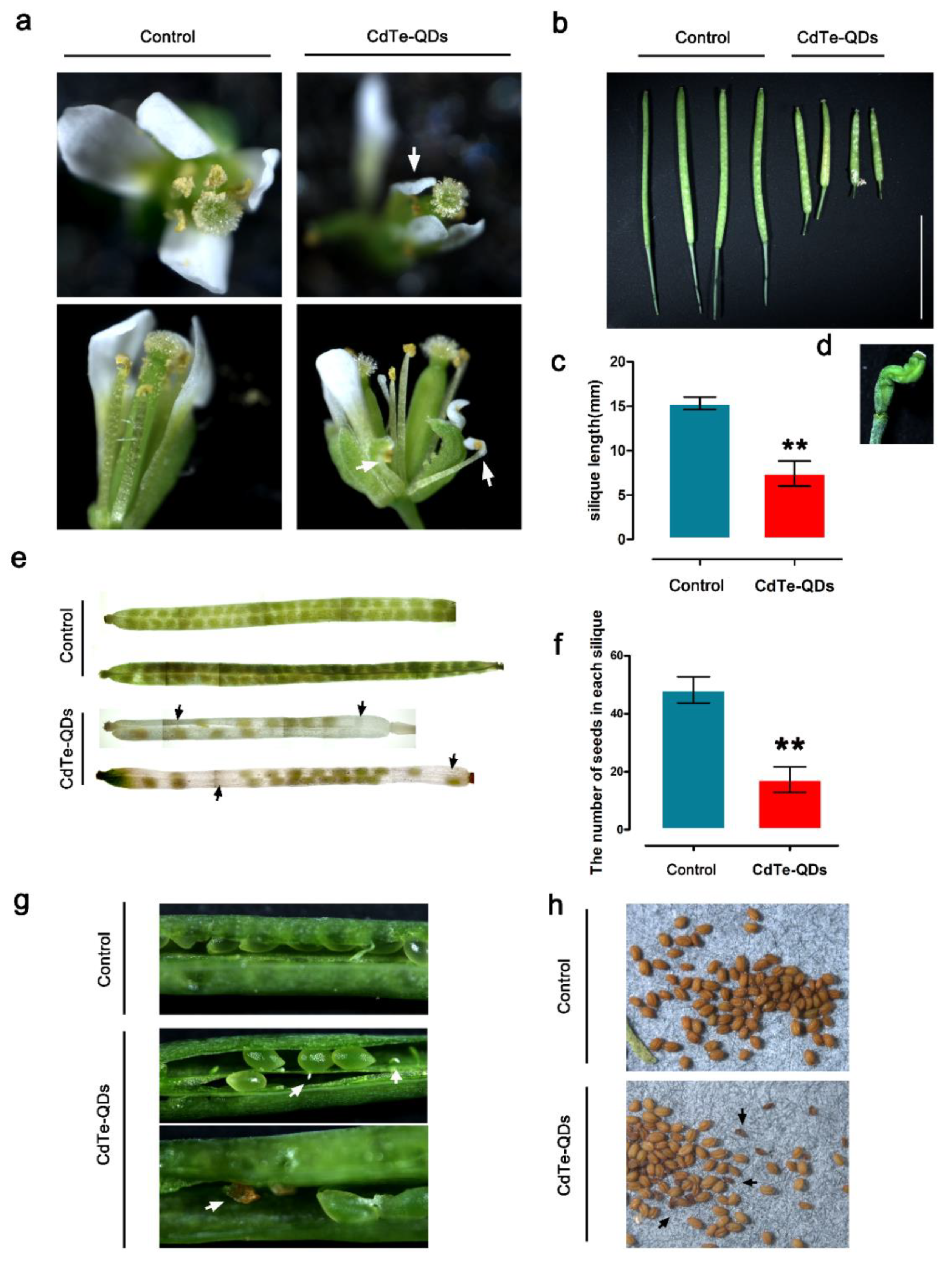 Toxics 11 00585 g004