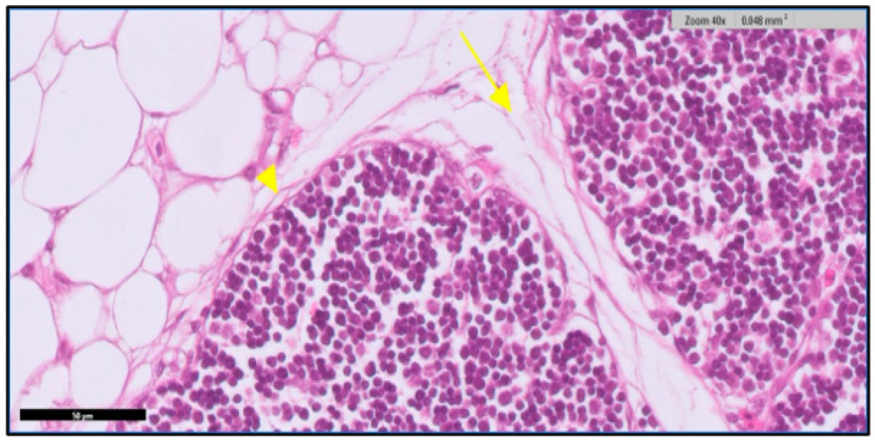 Toxics Free FullText Immunological and Histological Studies of