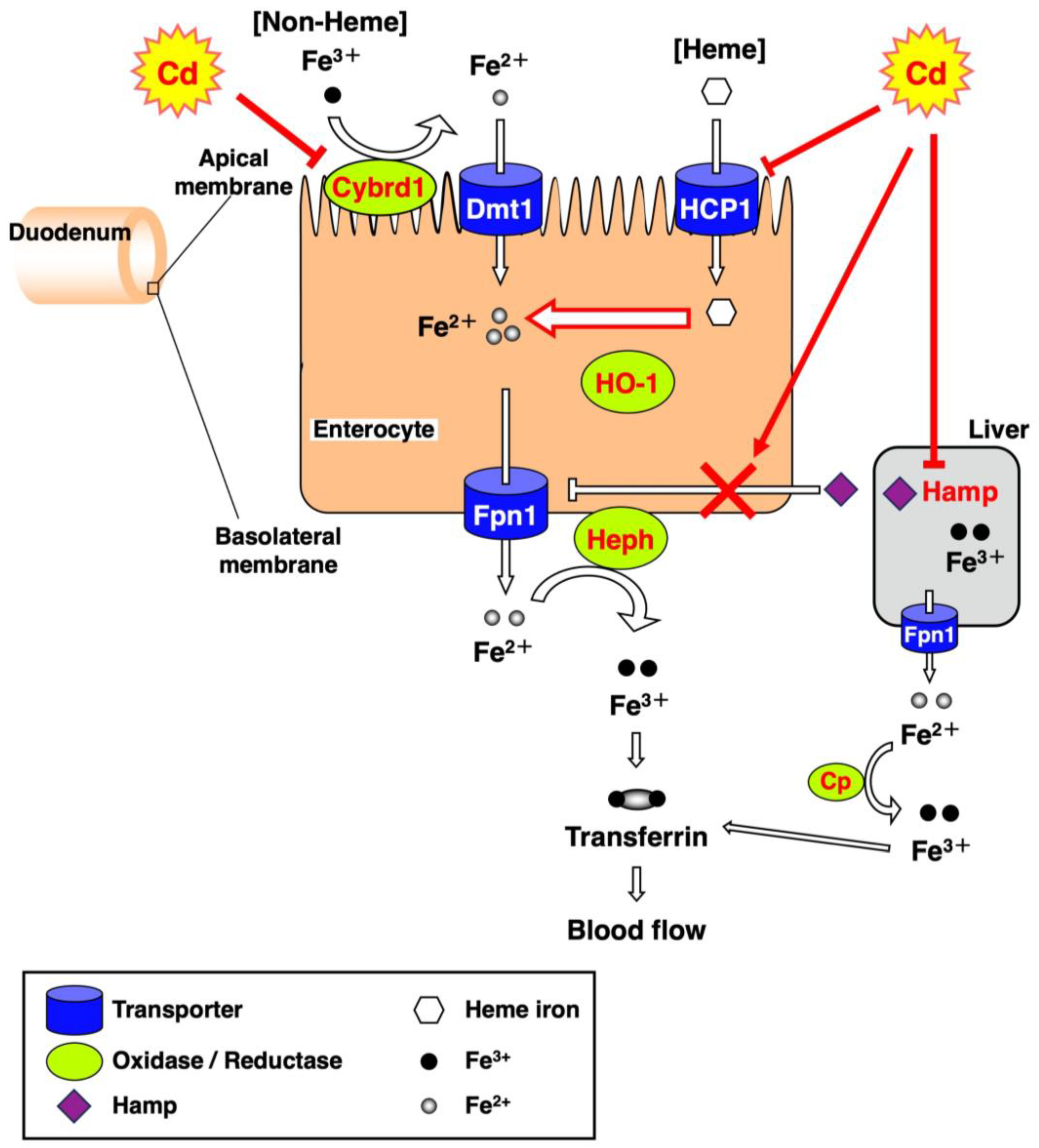 Toxics 11 00641 g008