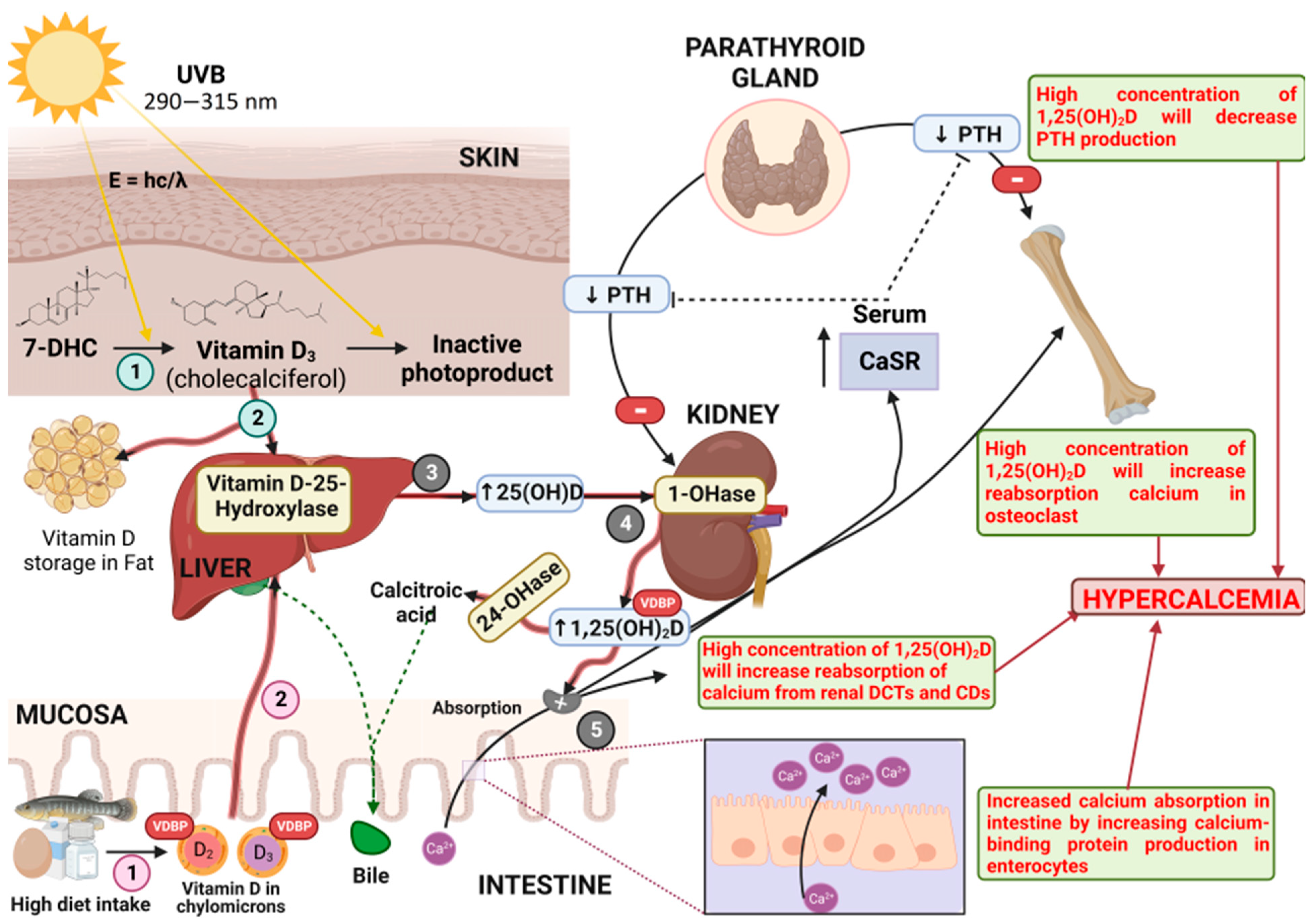 Toxics Free Full Text Clinical Toxicology of Vitamin D in