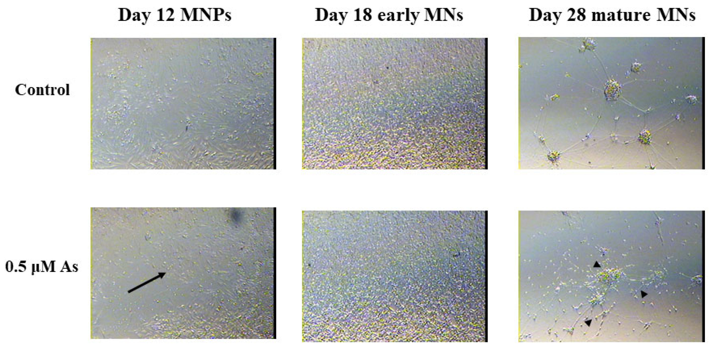 Toxics 11 00644 g004 Toxics 11 00644 g004