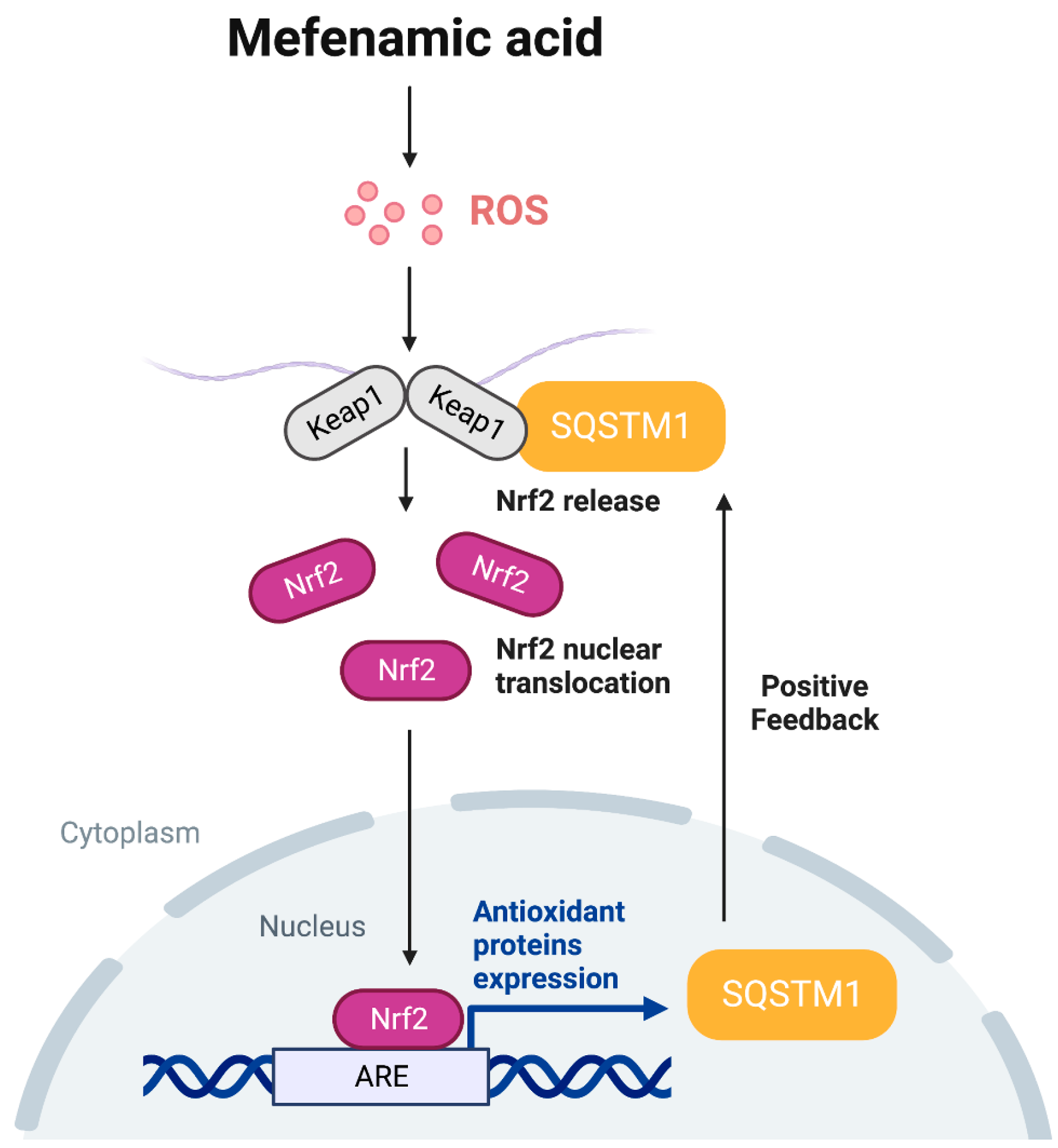 mefenamic acid mechanism of action in postpartum