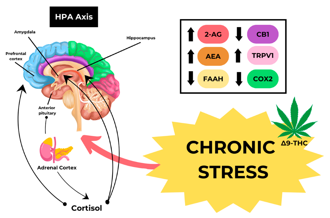 Can You Get CHS from CBD Oil? Unveiling the Truth!