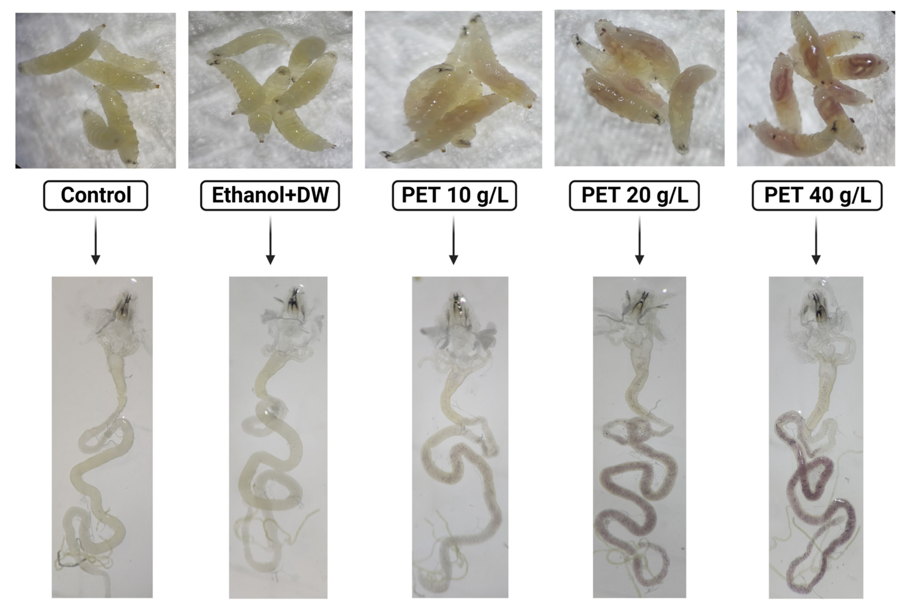 Toxics Free FullText Toxicological Profile of Polyethylene
