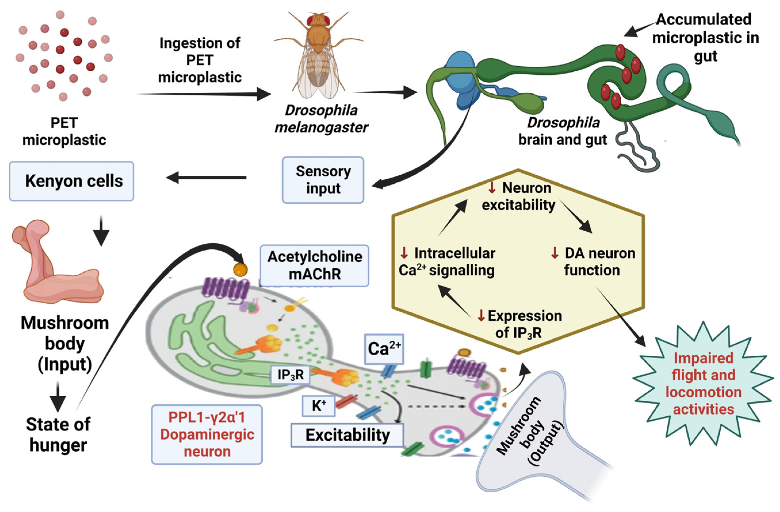 Toxics Free FullText Toxicological Profile of Polyethylene