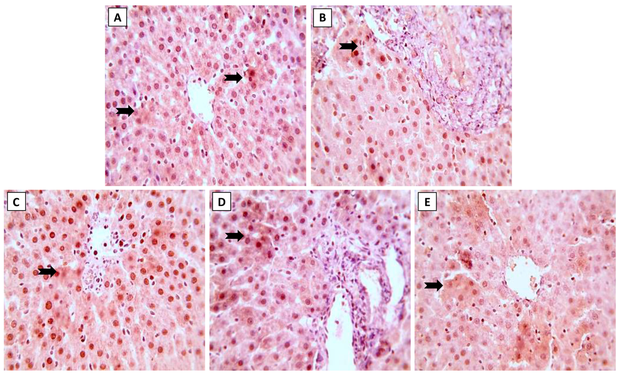 Toxics 11 00784 g004