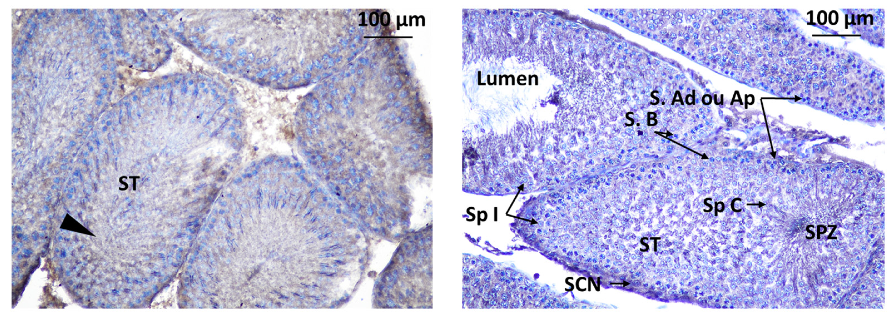 Toxics 11 00789 g011 Toxics 11 00789 g011
