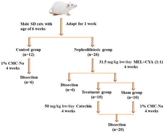 The Therapeutic Effect of Catechin on Nephrolithiasis Induced by Co ...