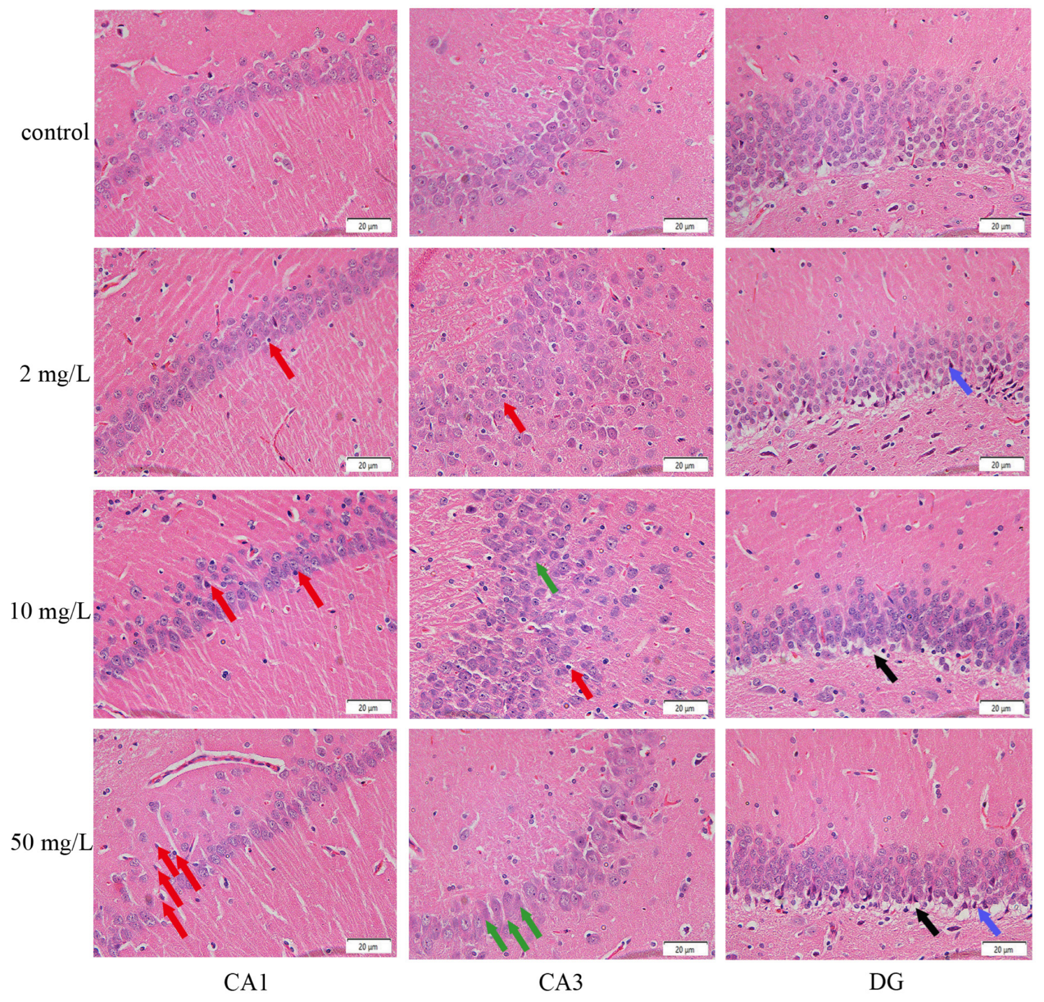 Subchronic Arsenic Exposure Induces Behavioral Impairments