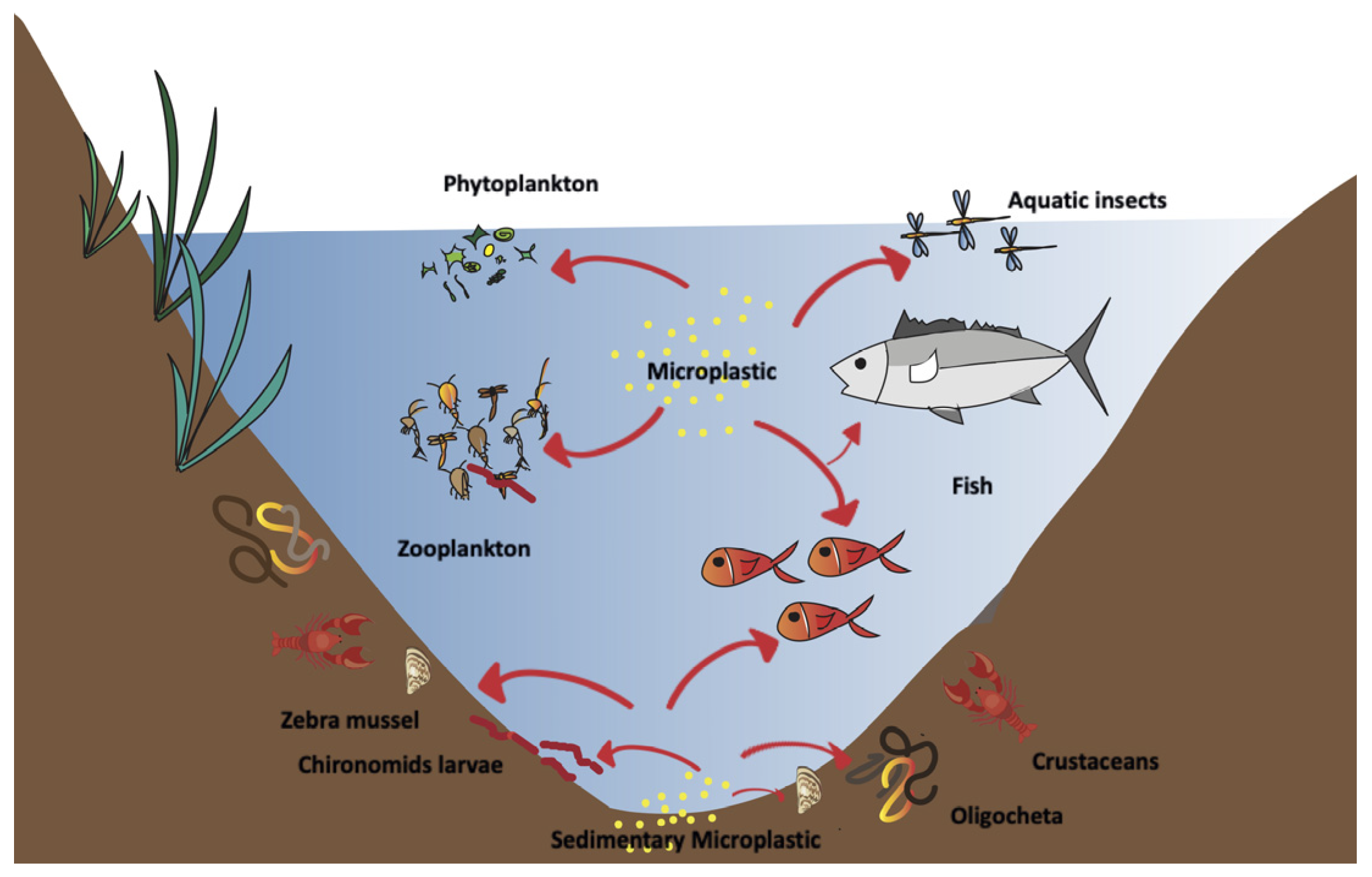 Toxics Free FullText Freshwater Lacustrine Zooplankton and