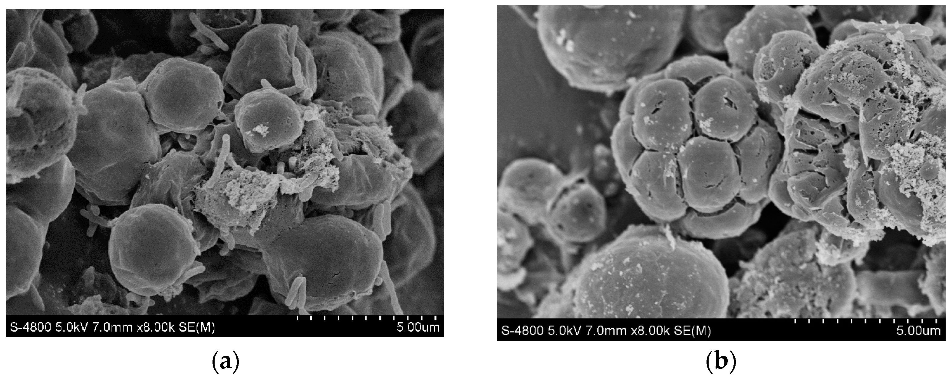 Toxics 12 00056 g005