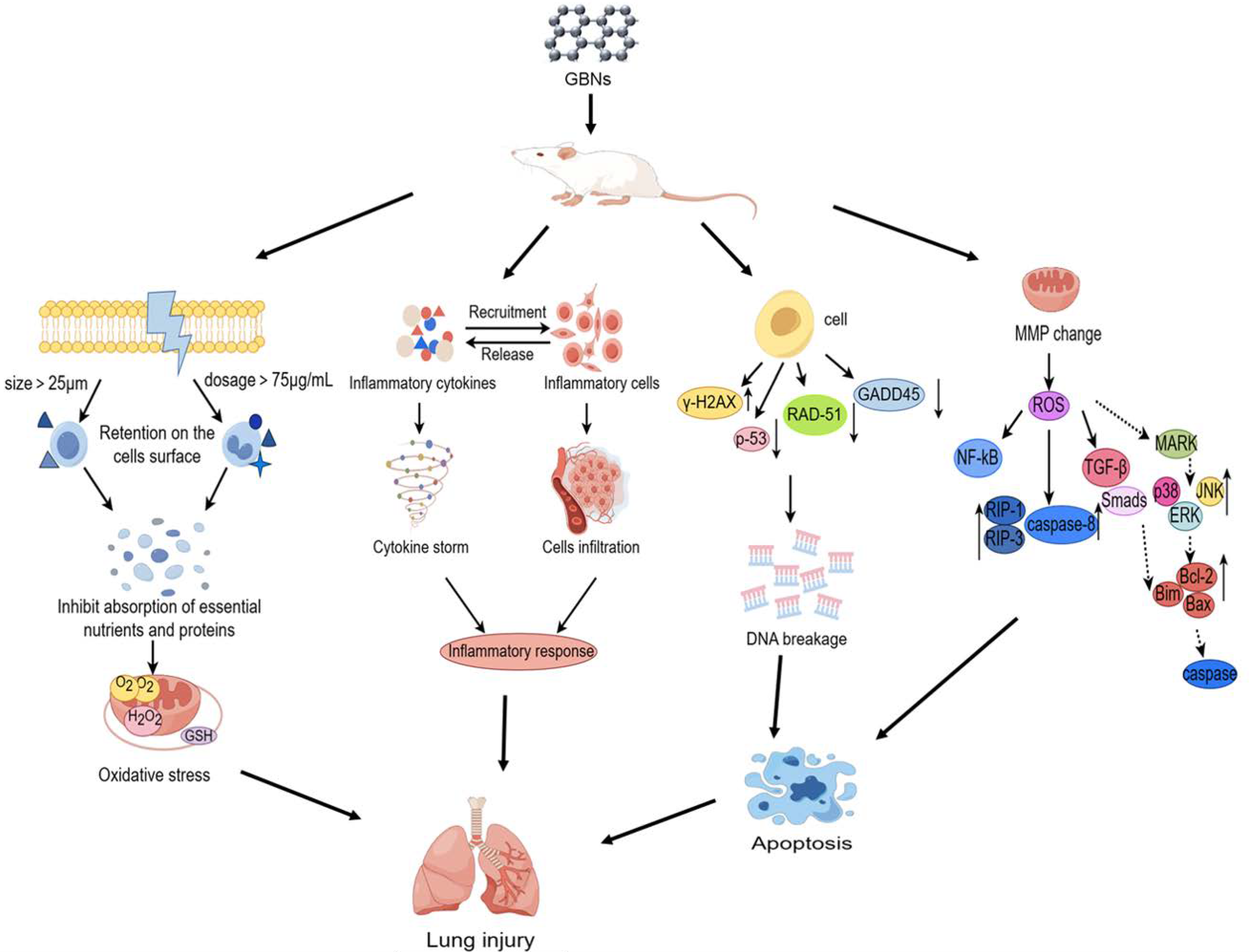 Toxics 12 00082 g002