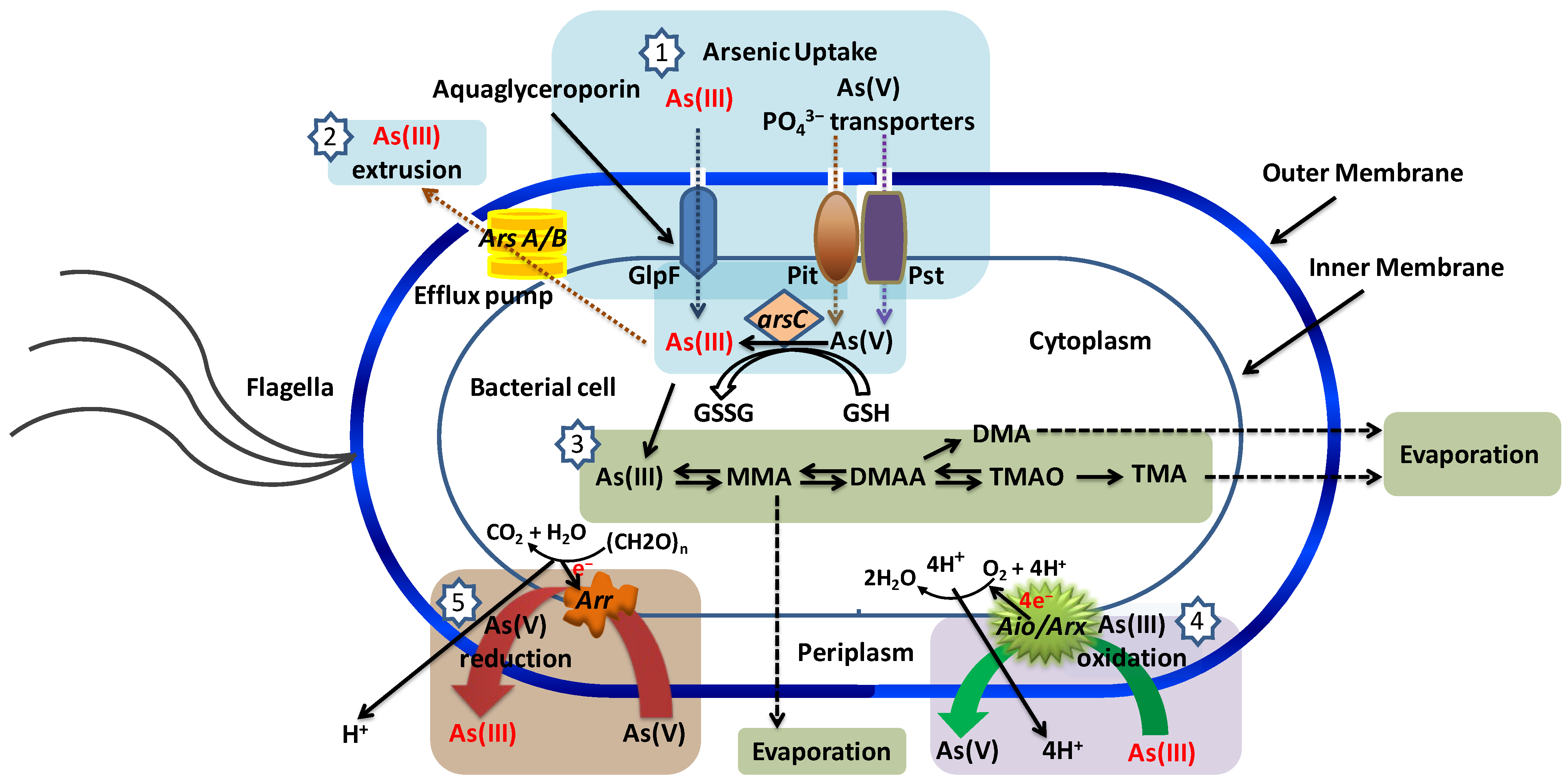 Toxics 12 00089 g008