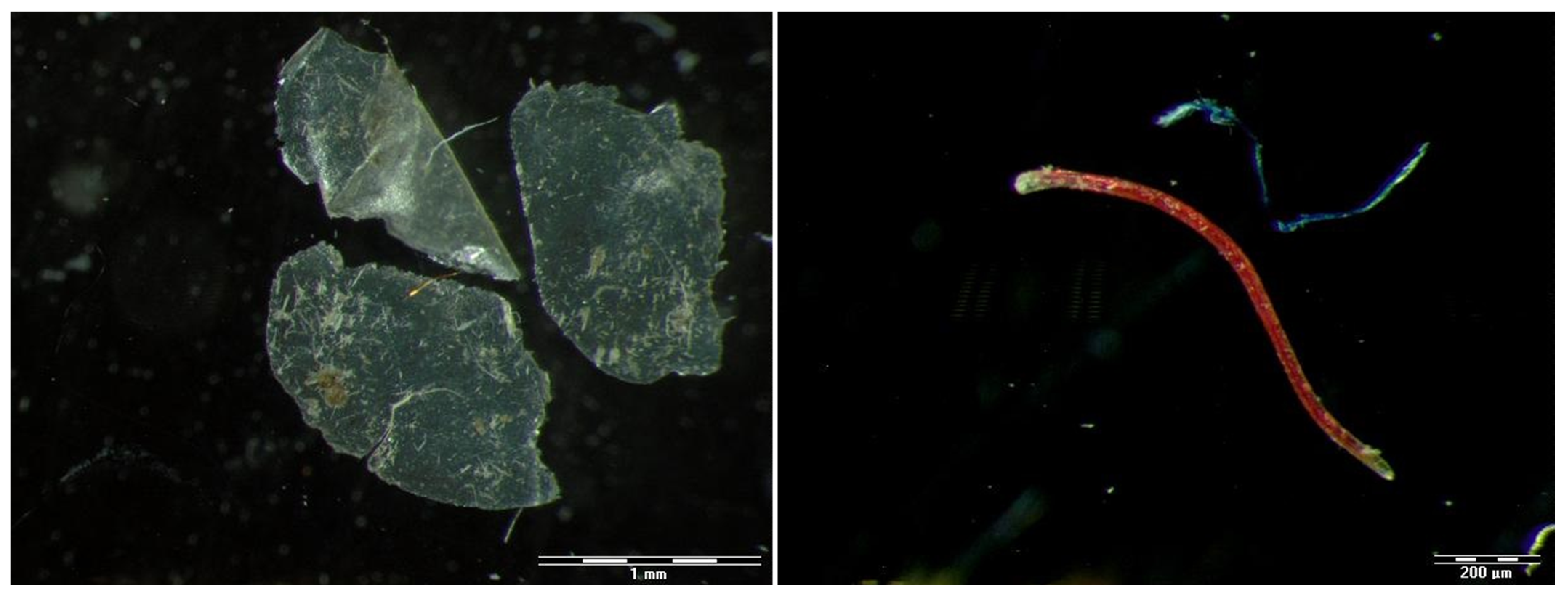 Toxics 12 00236 g002 Toxics 12 00236 g002