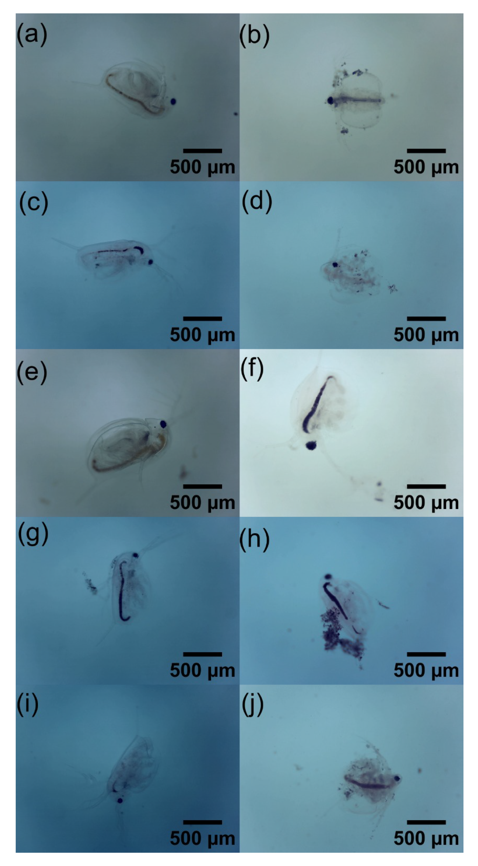 Toxics 12 00252 g011