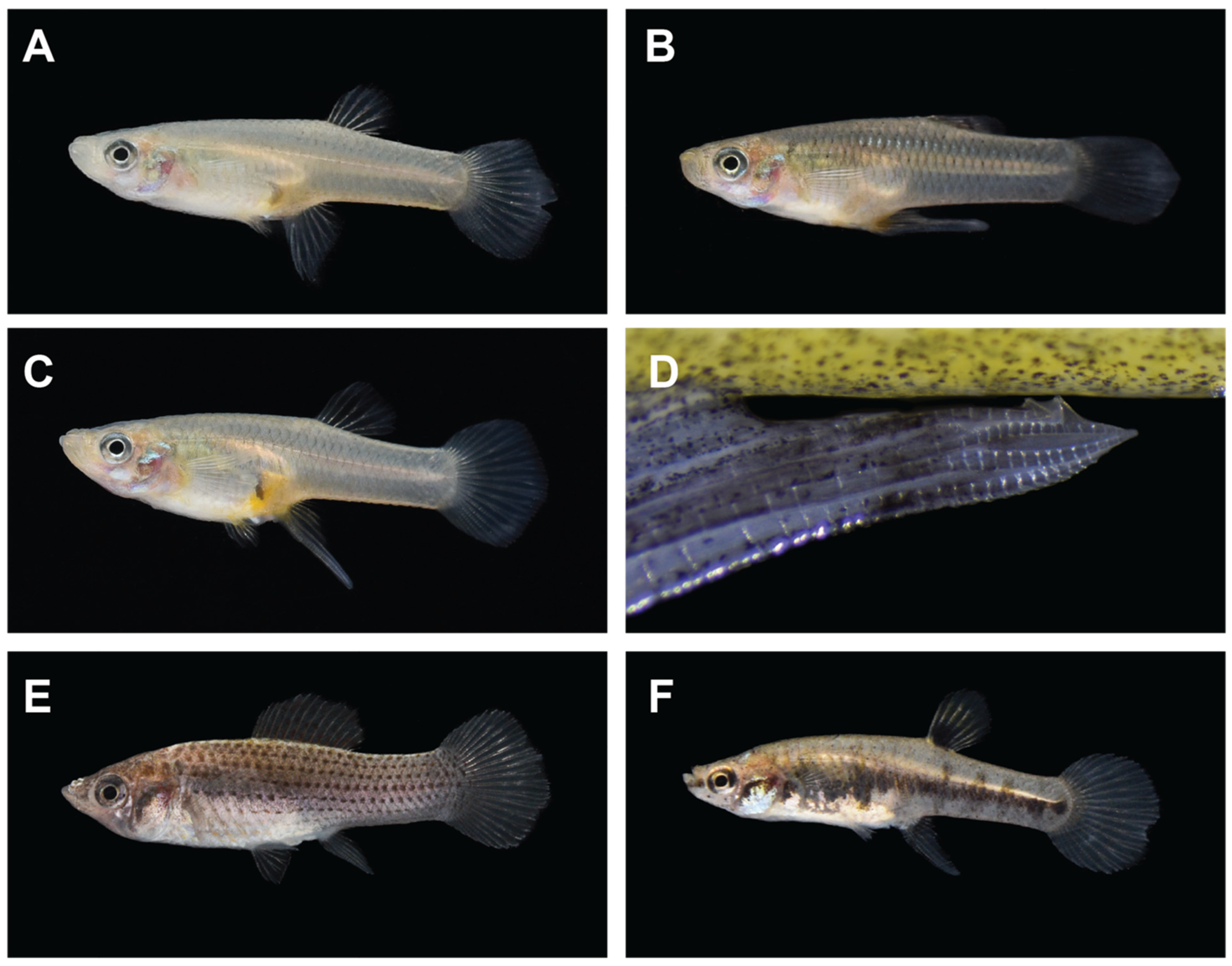 Toxics 12 00259 g002