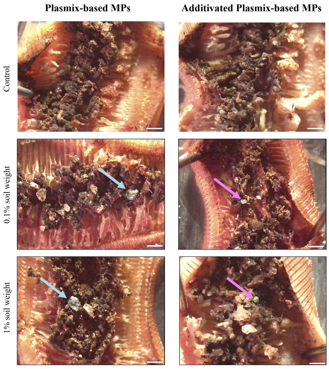 Toxics 12 00300 g003