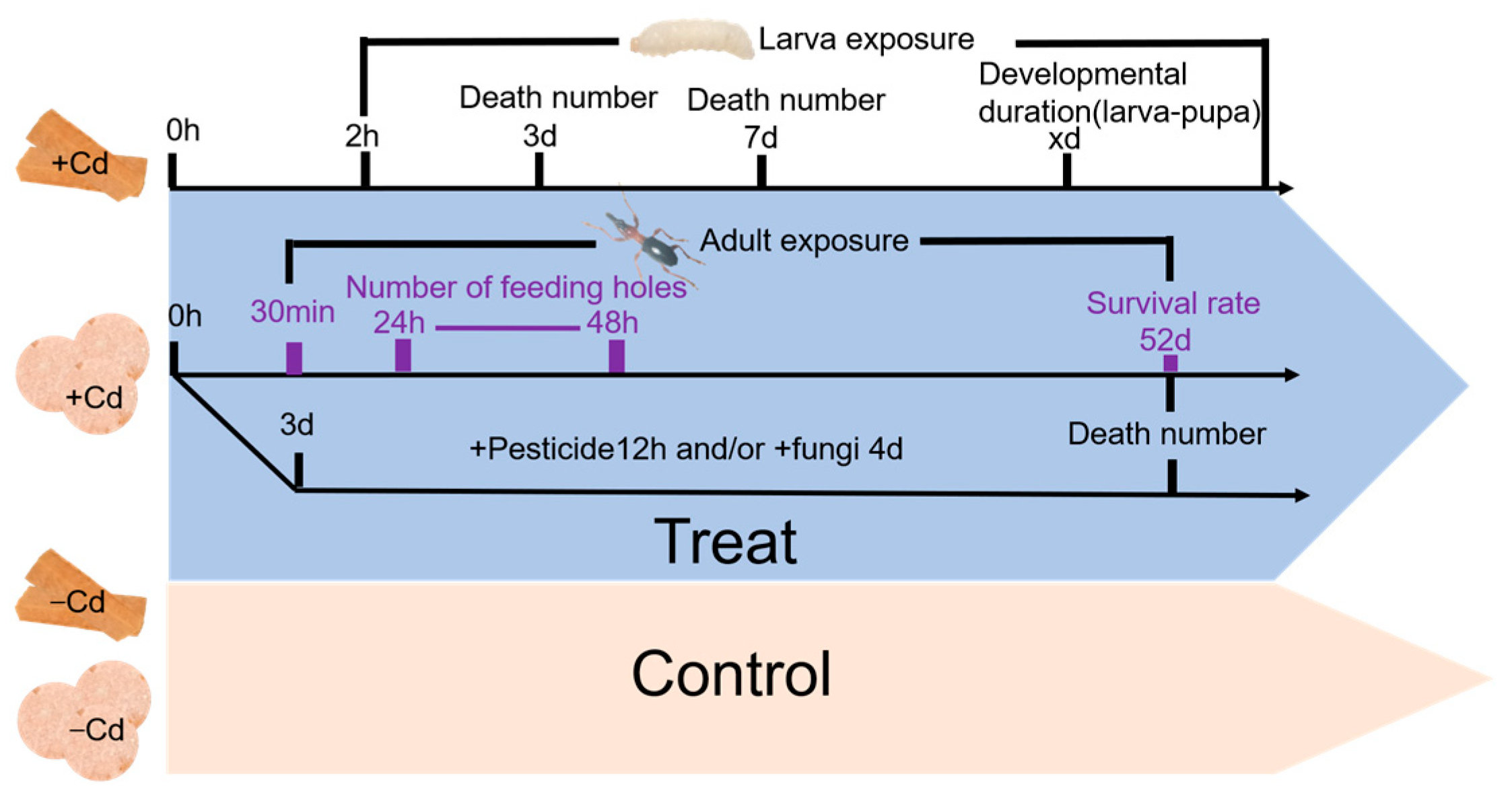 Toxics 12 00304 g001
