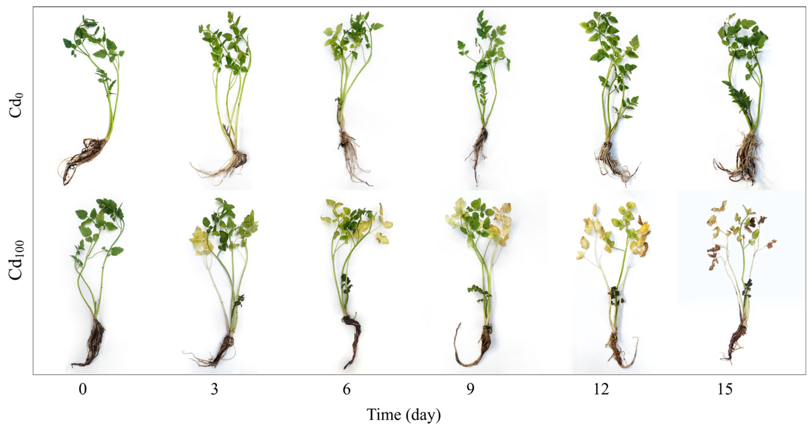 Toxics 12 00307 g001