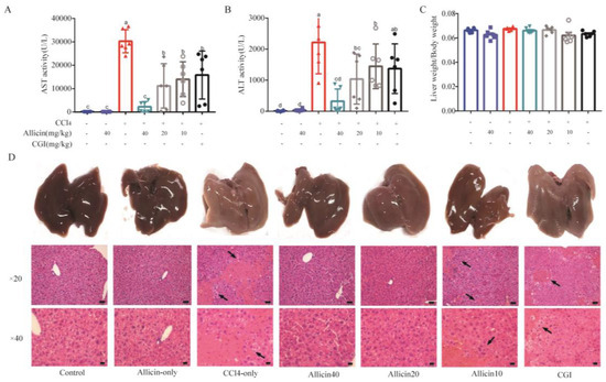 Potential Hepatoprotective Effects of Allicin on Carbon Tetrachloride ...