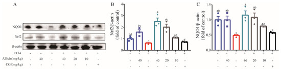 Potential Hepatoprotective Effects of Allicin on Carbon