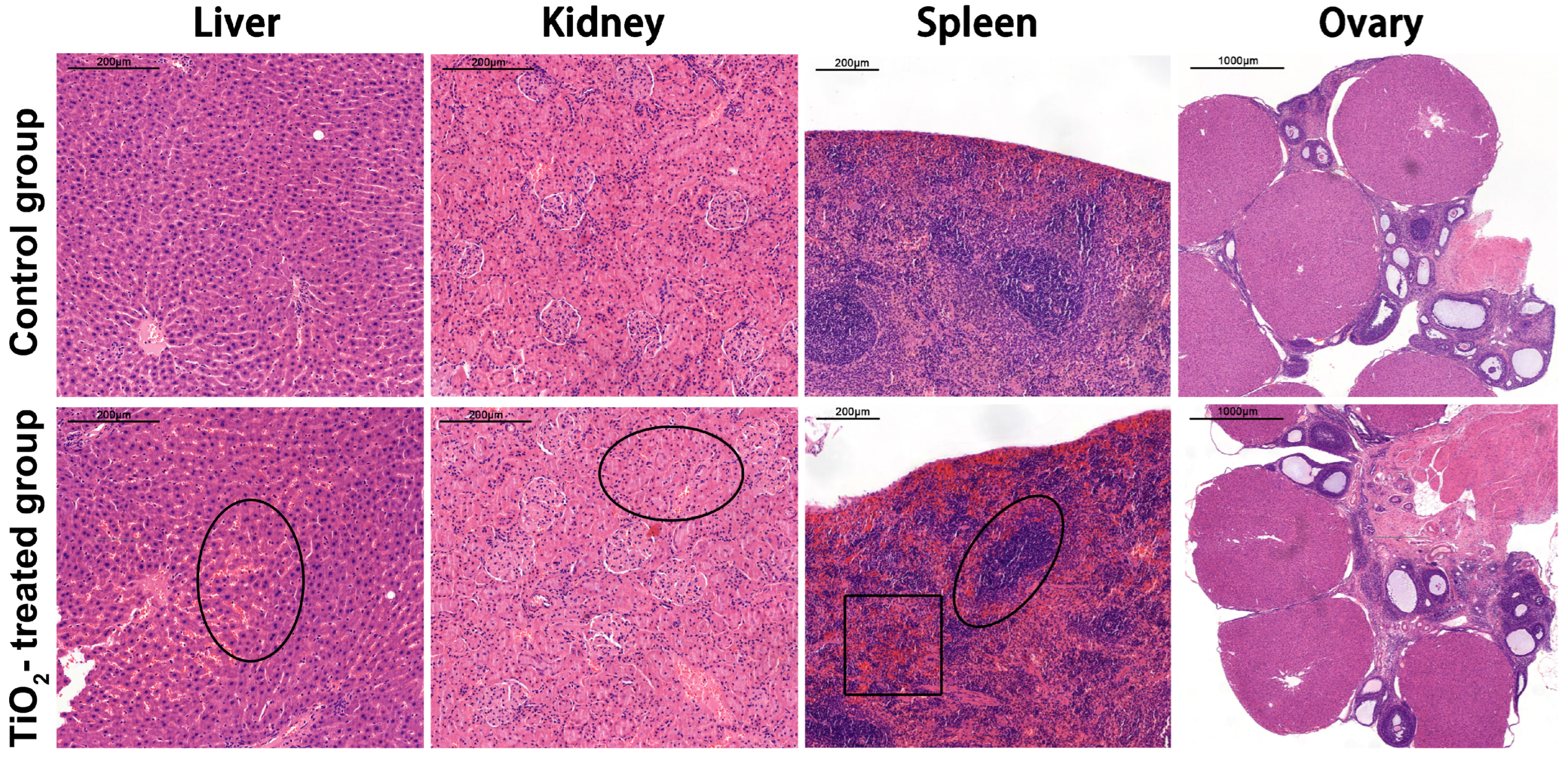 Toxics 12 00367 g002